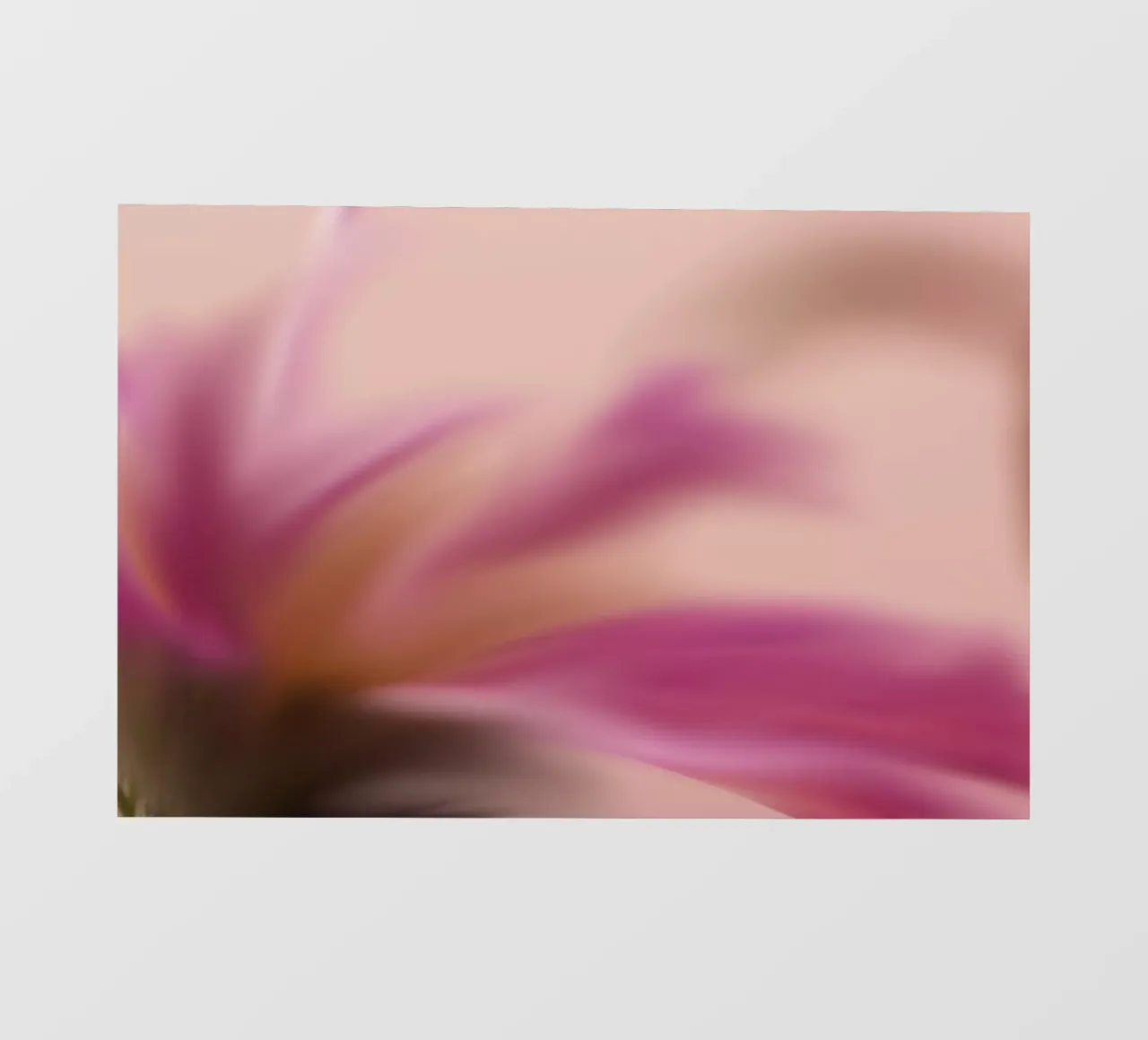 Piccolo fiore rosa sfocato artisticamente pellicola backlit da Something for you