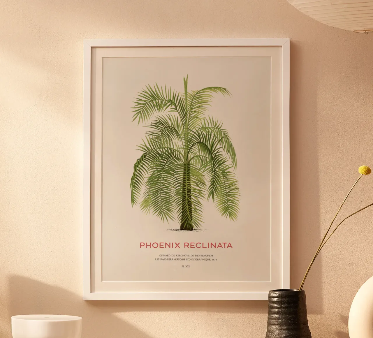 Palma da dattero araba o Phoenix reclinata carta hahnemühle da Vintagrafica