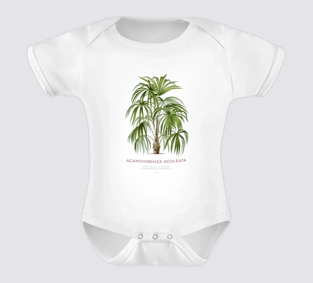 Palmier cryosophile ou Acanthorhiza aculeata body bébé de Vintagrafica