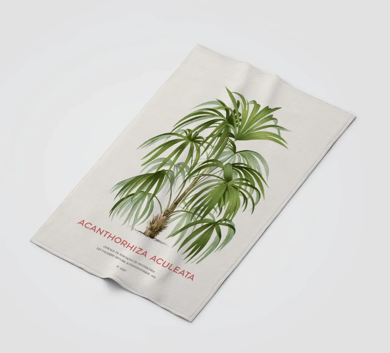 Cryosophila-Palme oder Acanthorhiza aculeata Fleecedecke von Vintagrafica