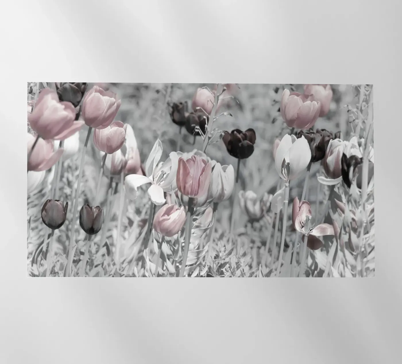 Tulips pellicola backlit da Atteloi