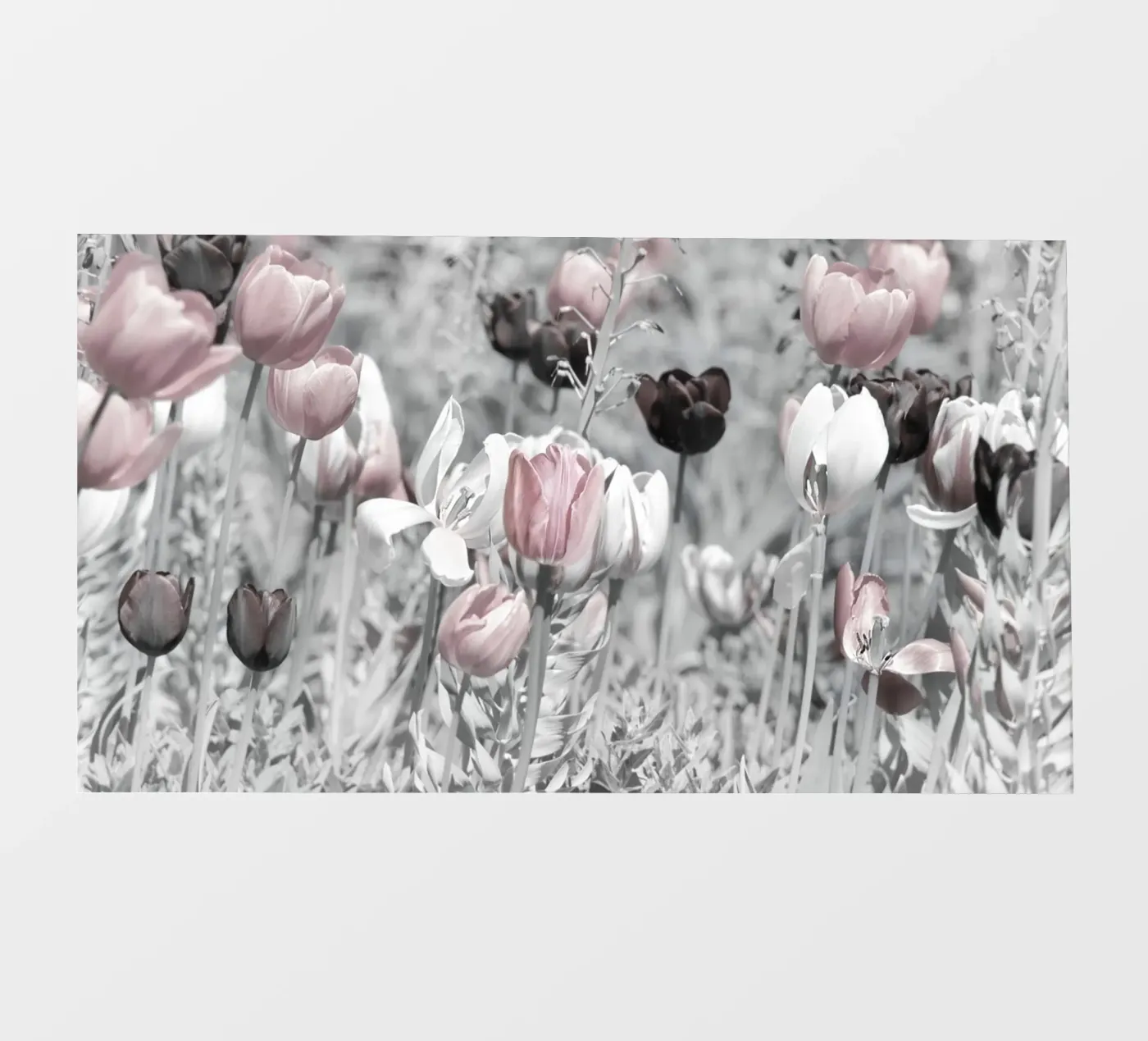 Tulips pellicola backlit da Atteloi