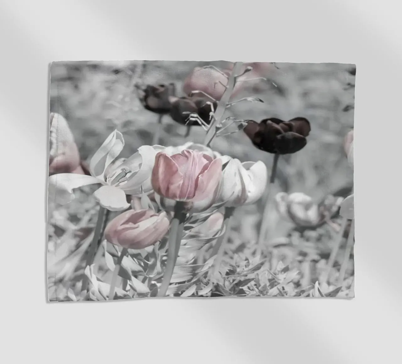 Tulipani telo mare da Atteloi