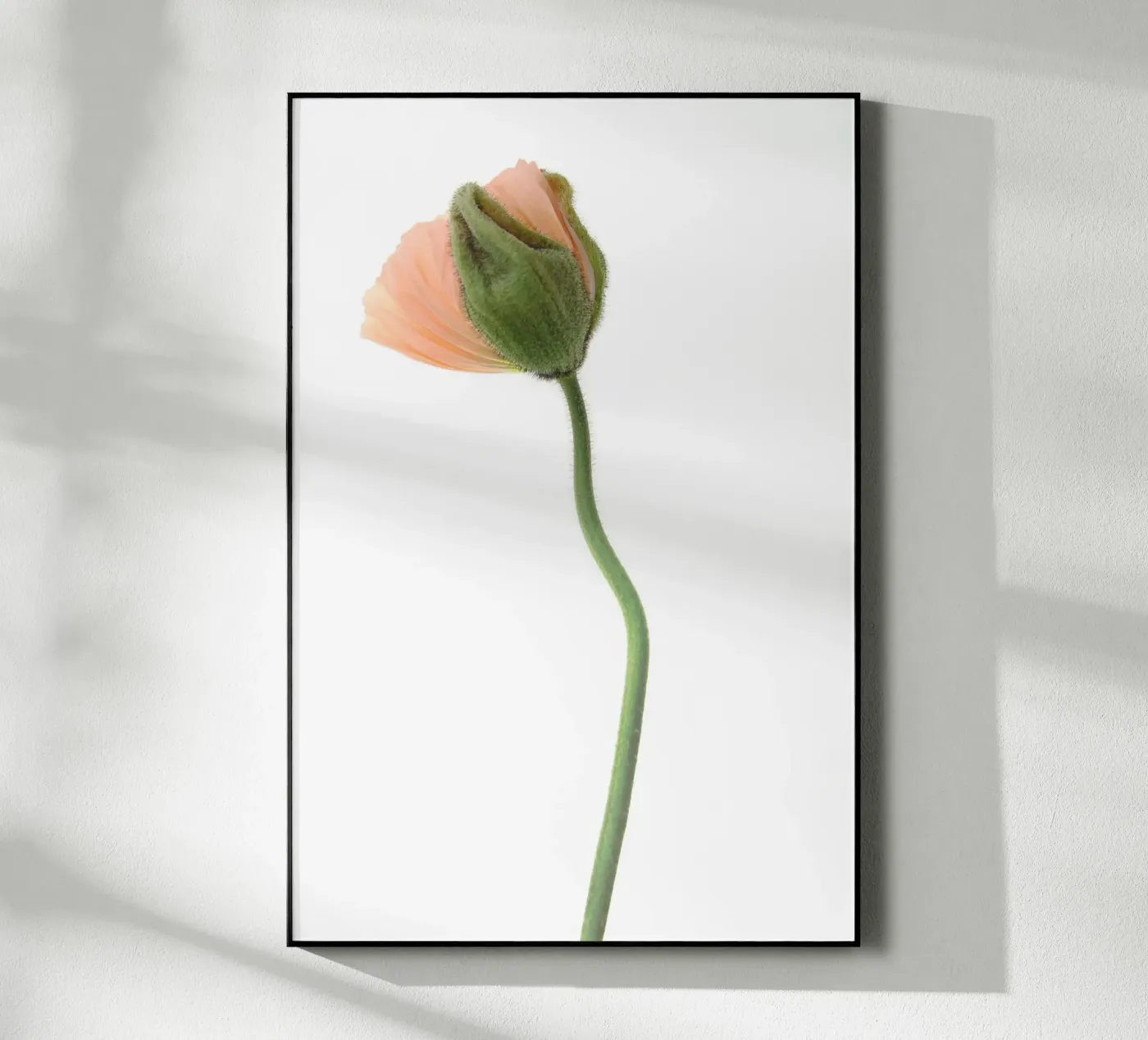 Goldmohn apricot 01 plexiglass da Soul Traffic