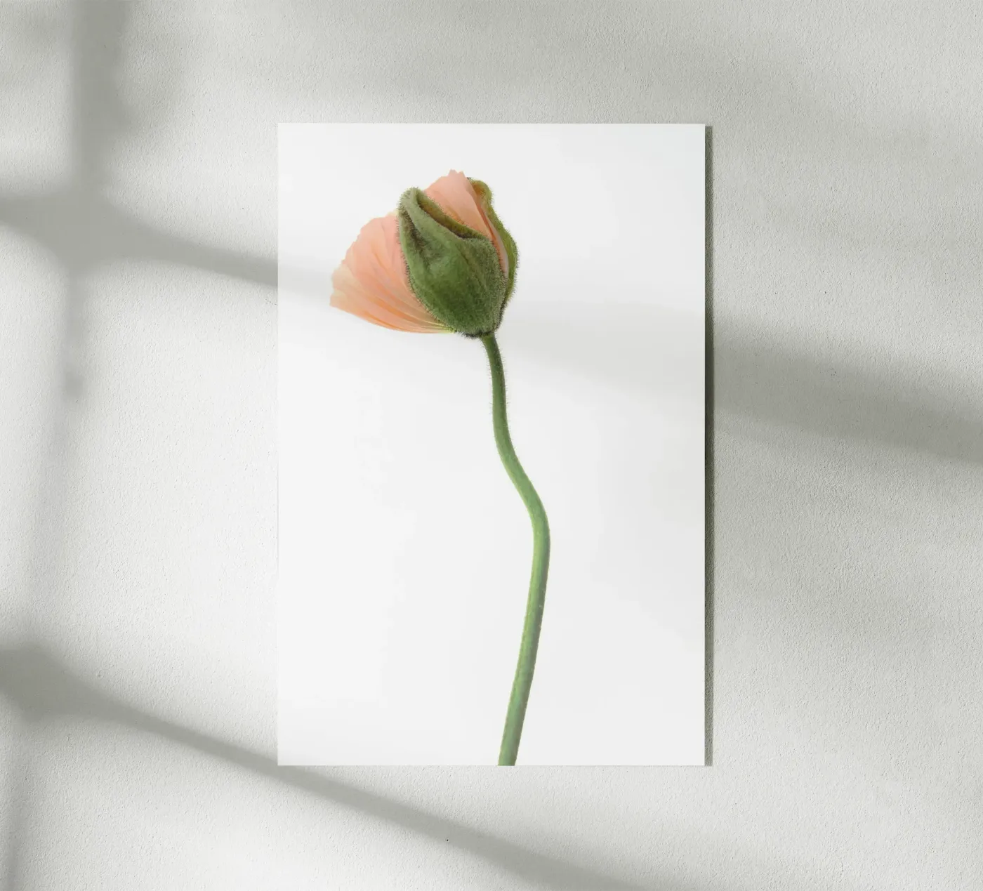Goldmohn apricot 01 plexiglass da Soul Traffic