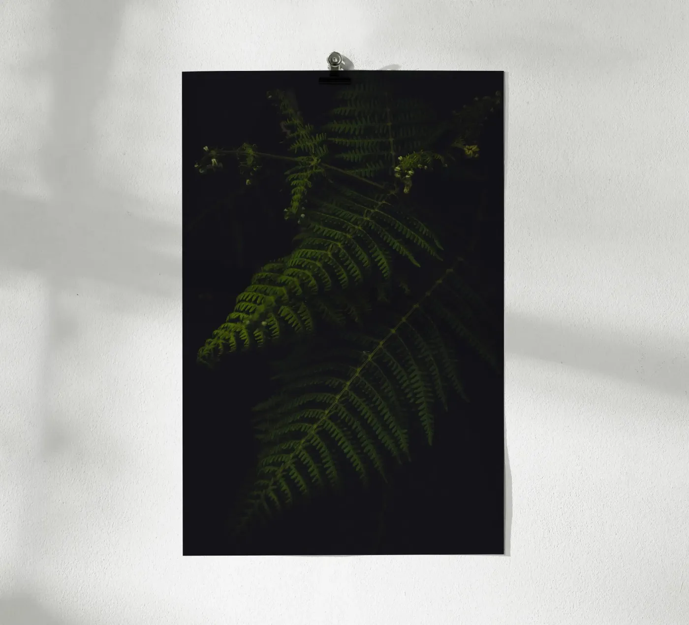 Fern poster da smallstage.photography