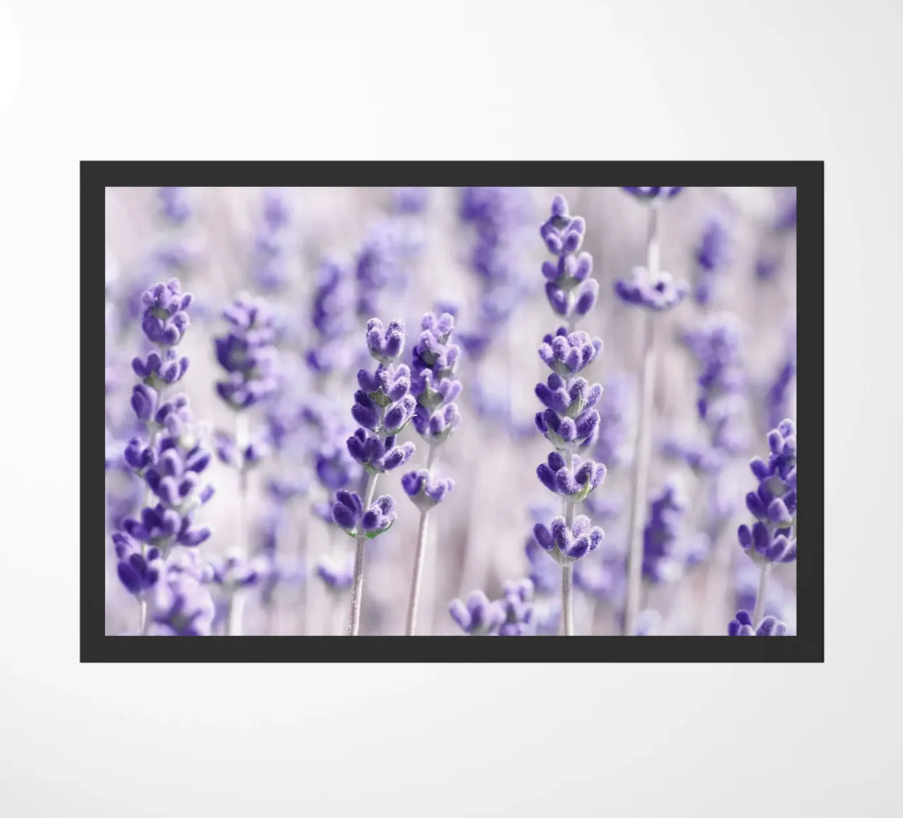 Lavanda zerbino da Atteloi