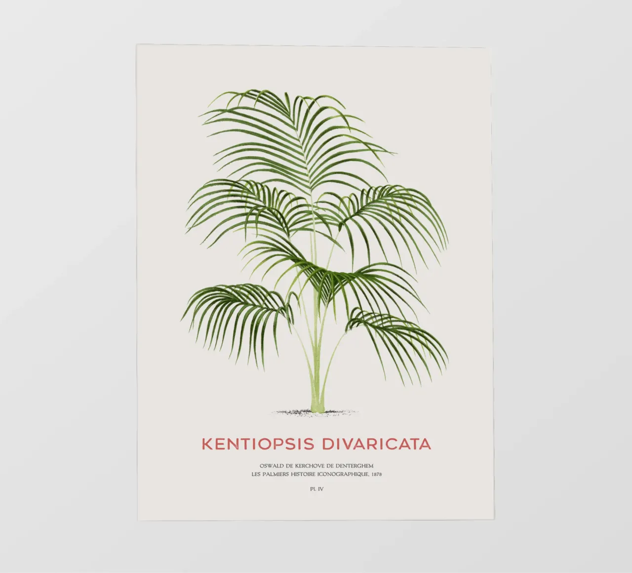 Palma Chambeyronia o Kentiopsis divaricata telo in pvc da Vintagrafica