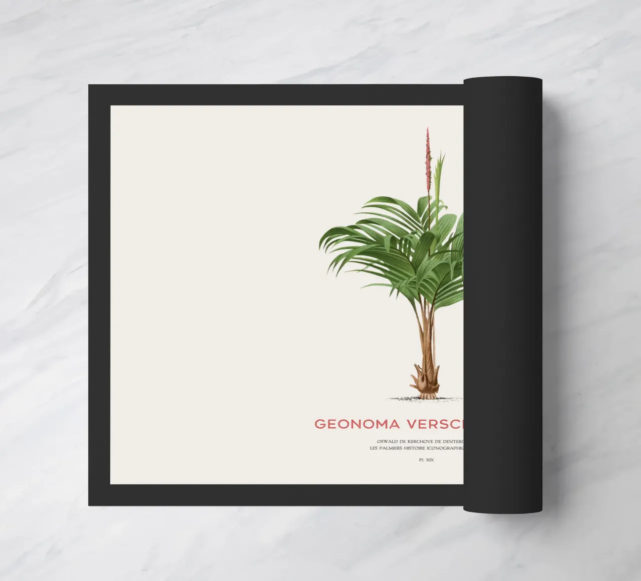 Coligallo palm or Geonoma verschaffelti doormat by Vintagrafica