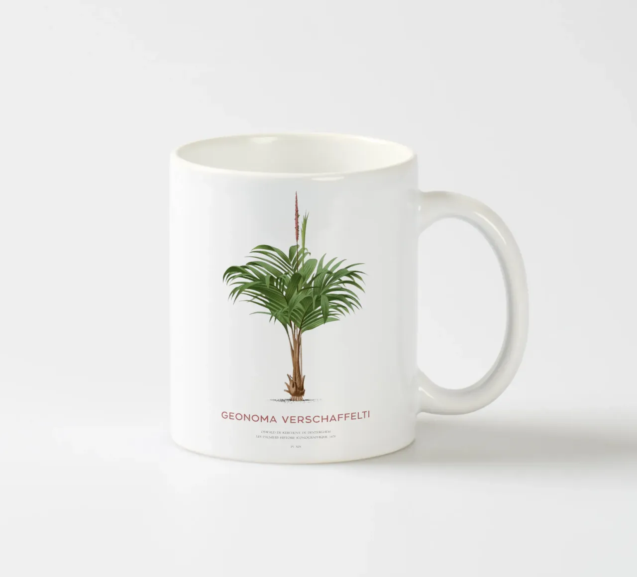 Coligallo palm or Geonoma verschaffelti tazza in ceramica da Vintagrafica