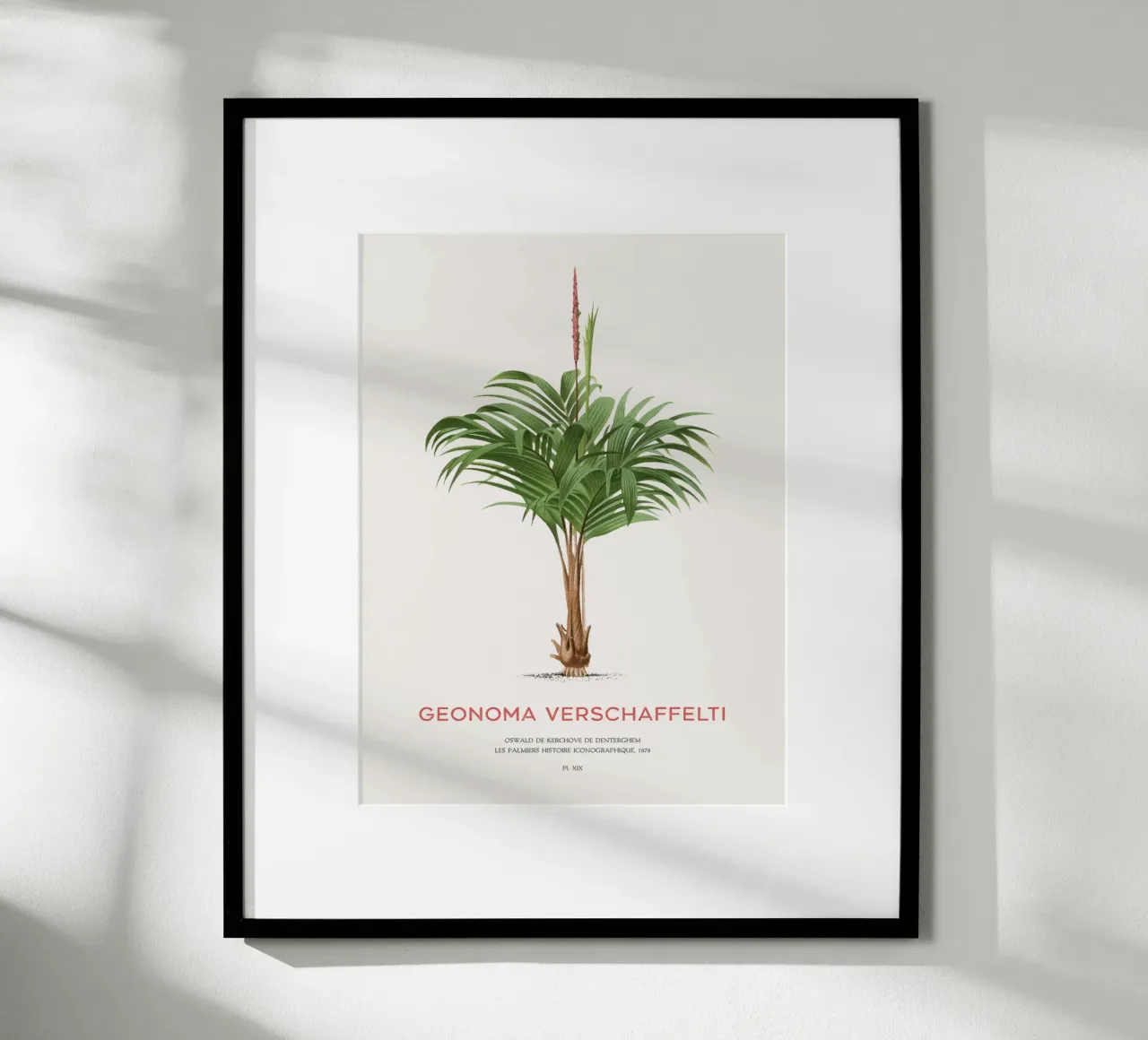 Coligallo-Palme oder Geonoma verschaffelti Hahnemühle von Vintagrafica