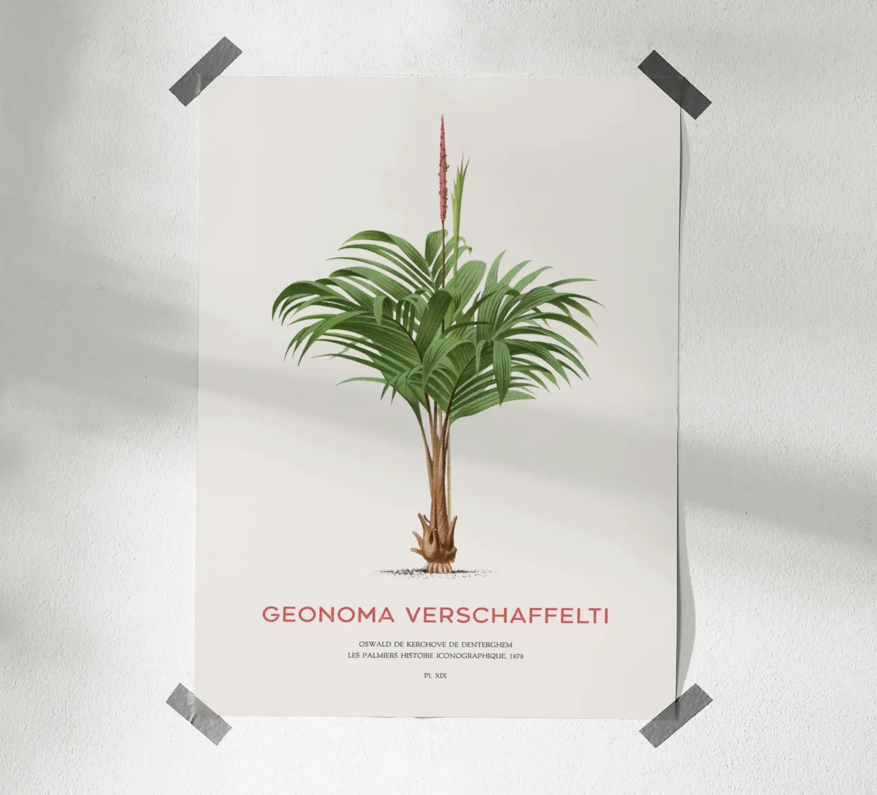 Coligallo-Palme oder Geonoma verschaffelti Hahnemühle von Vintagrafica