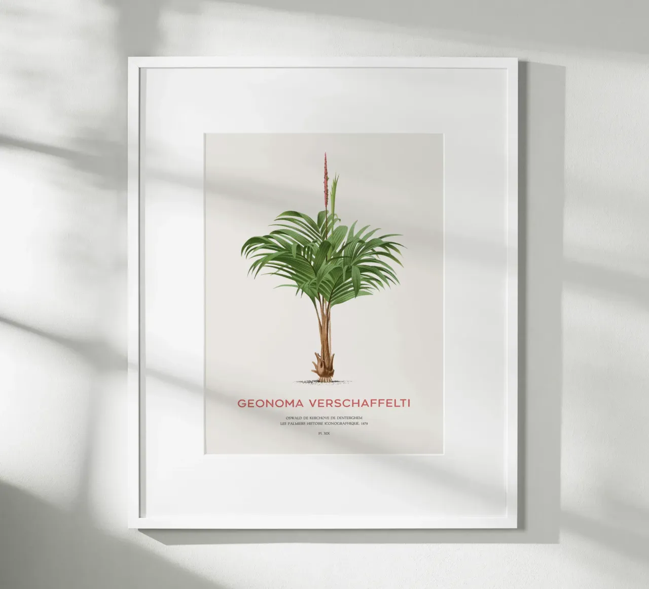 Coligallo-Palme oder Geonoma verschaffelti Hahnemühle von Vintagrafica