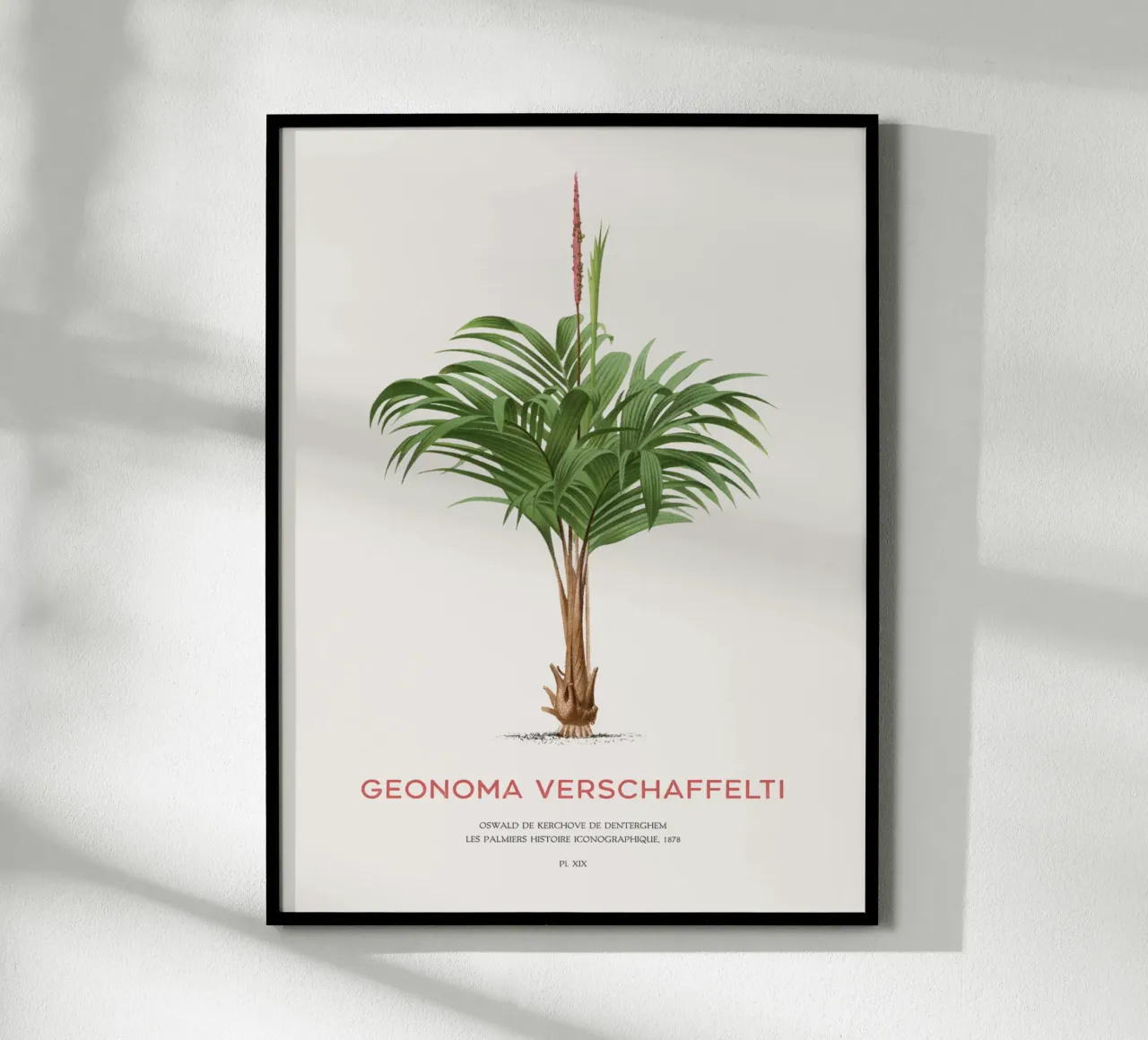 Coligallo-Palme oder Geonoma verschaffelti Hahnemühle von Vintagrafica
