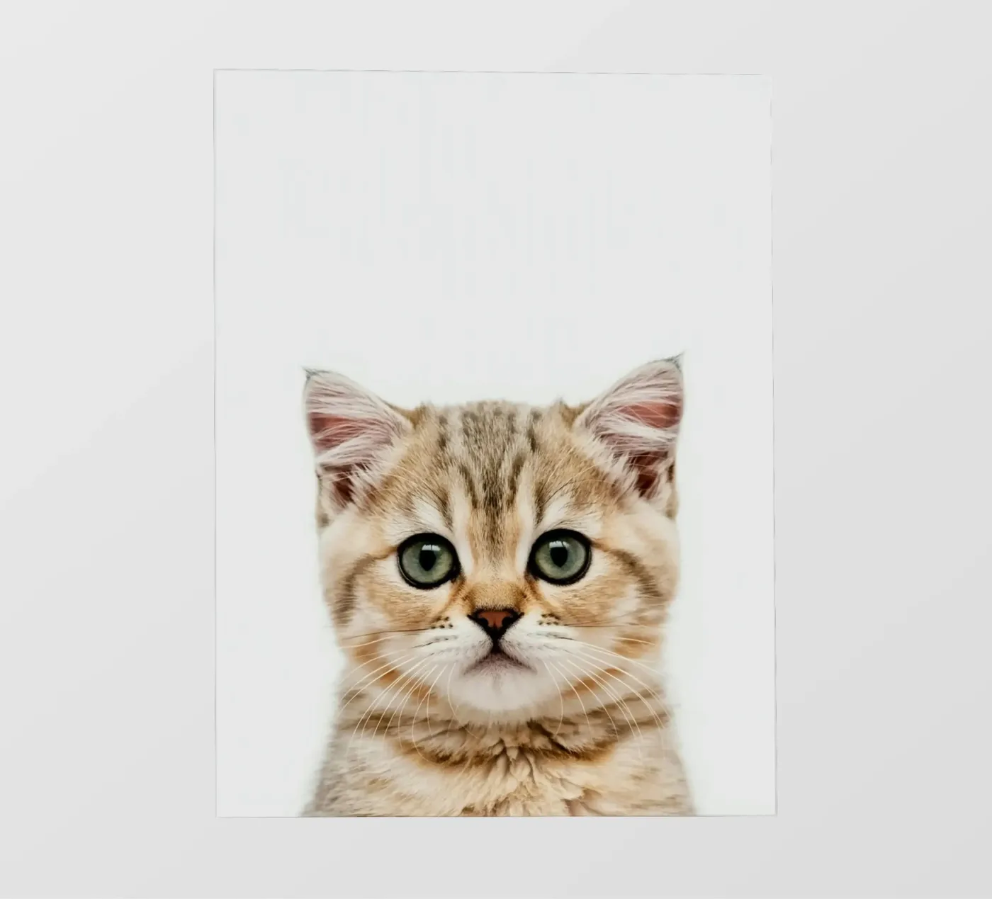 CAT BOX fotobehang van PERSIE