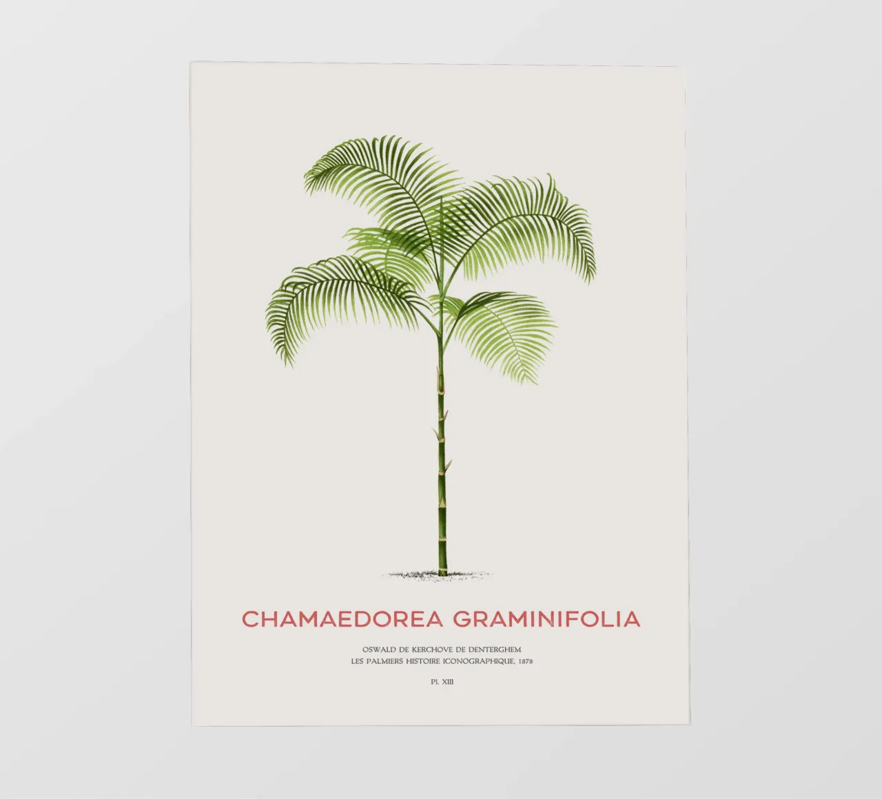 Palma Chamaedorea o Chamaedorea graminifolia pellicola backlit da Vintagrafica