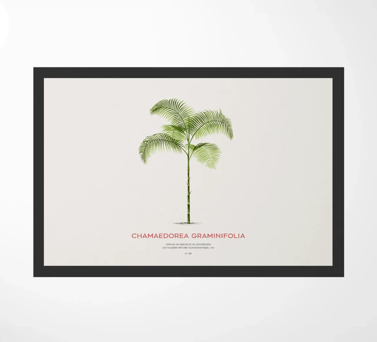 Chamaedorea palm tree or Chamaedorea graminifolia doormat by Vintagrafica
