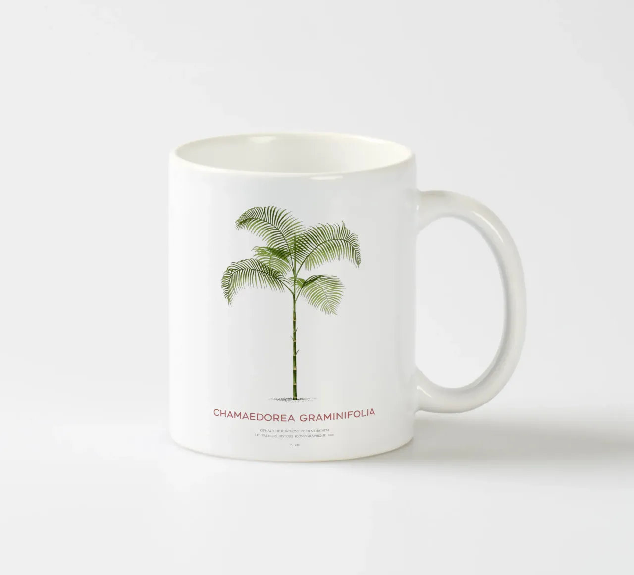 Palma Chamaedorea o Chamaedorea graminifolia tazza in ceramica da Vintagrafica