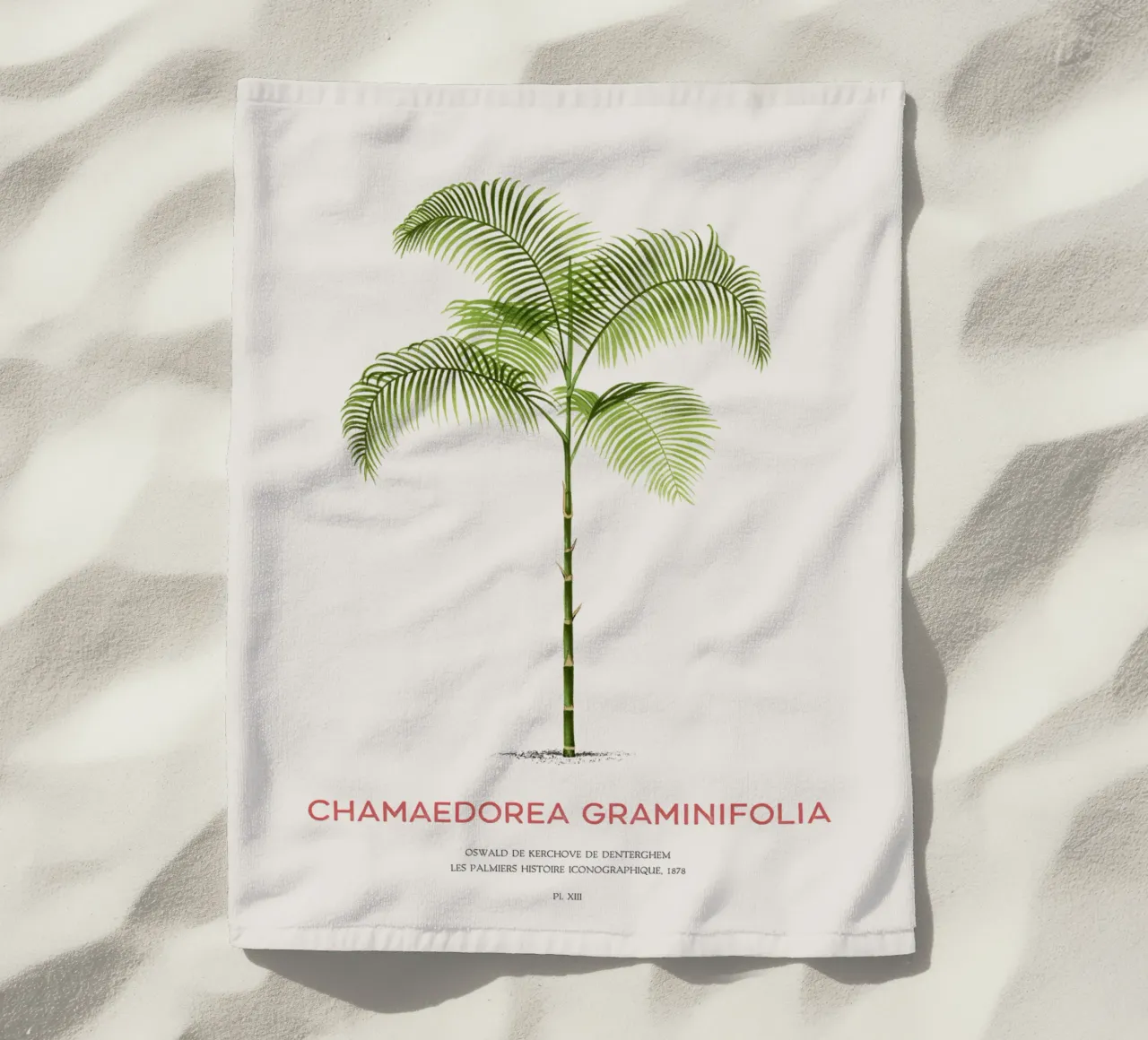 Palma Chamaedorea o Chamaedorea graminifolia telo mare da Vintagrafica