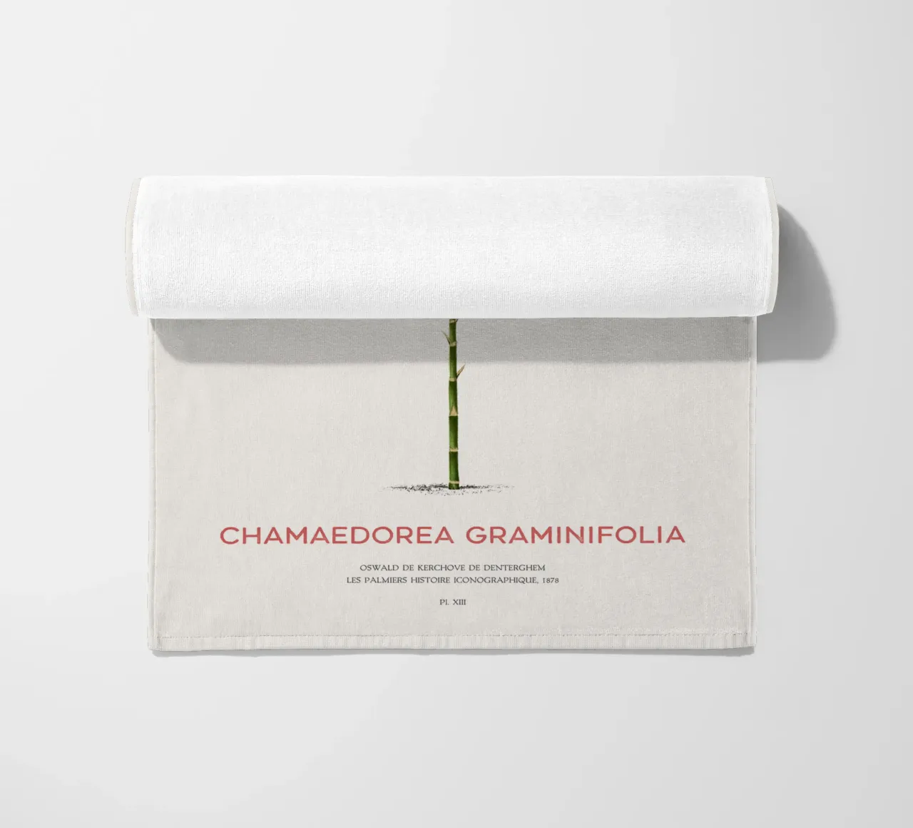 Palma Chamaedorea o Chamaedorea graminifolia telo mare da Vintagrafica
