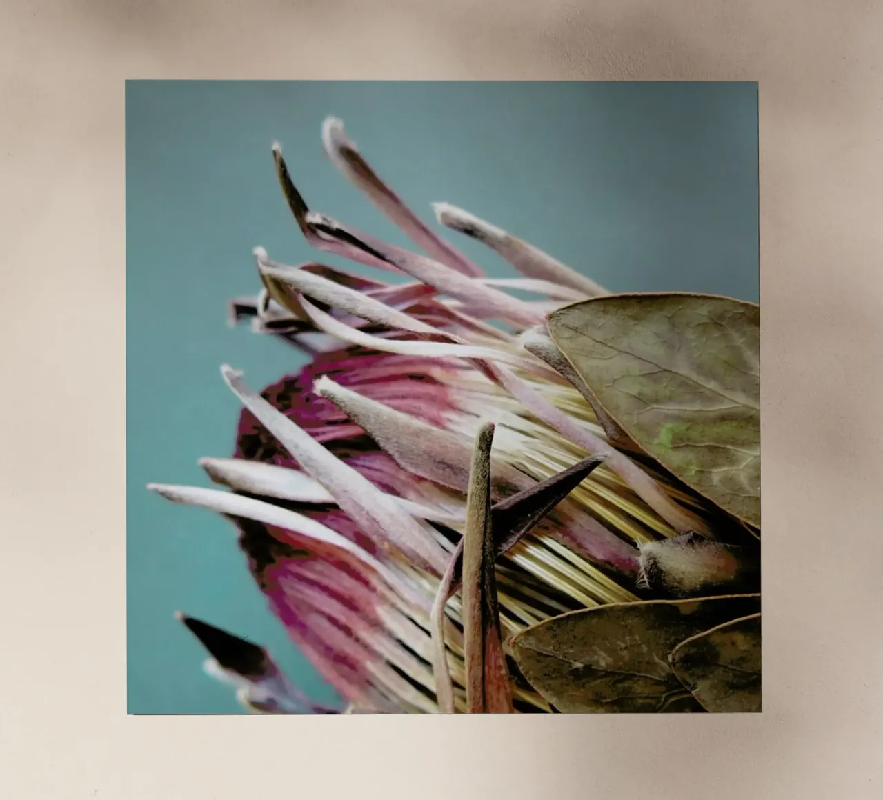 Protea Afrikana pellicola backlit da Ballack Art House