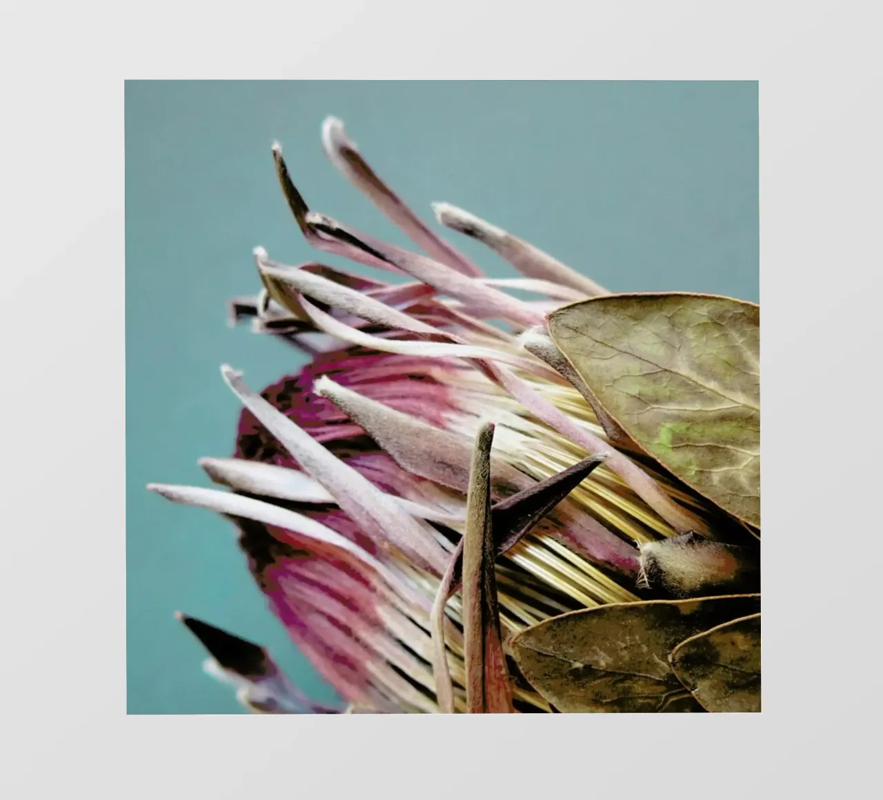 Protea Afrikana pellicola backlit da Ballack Art House