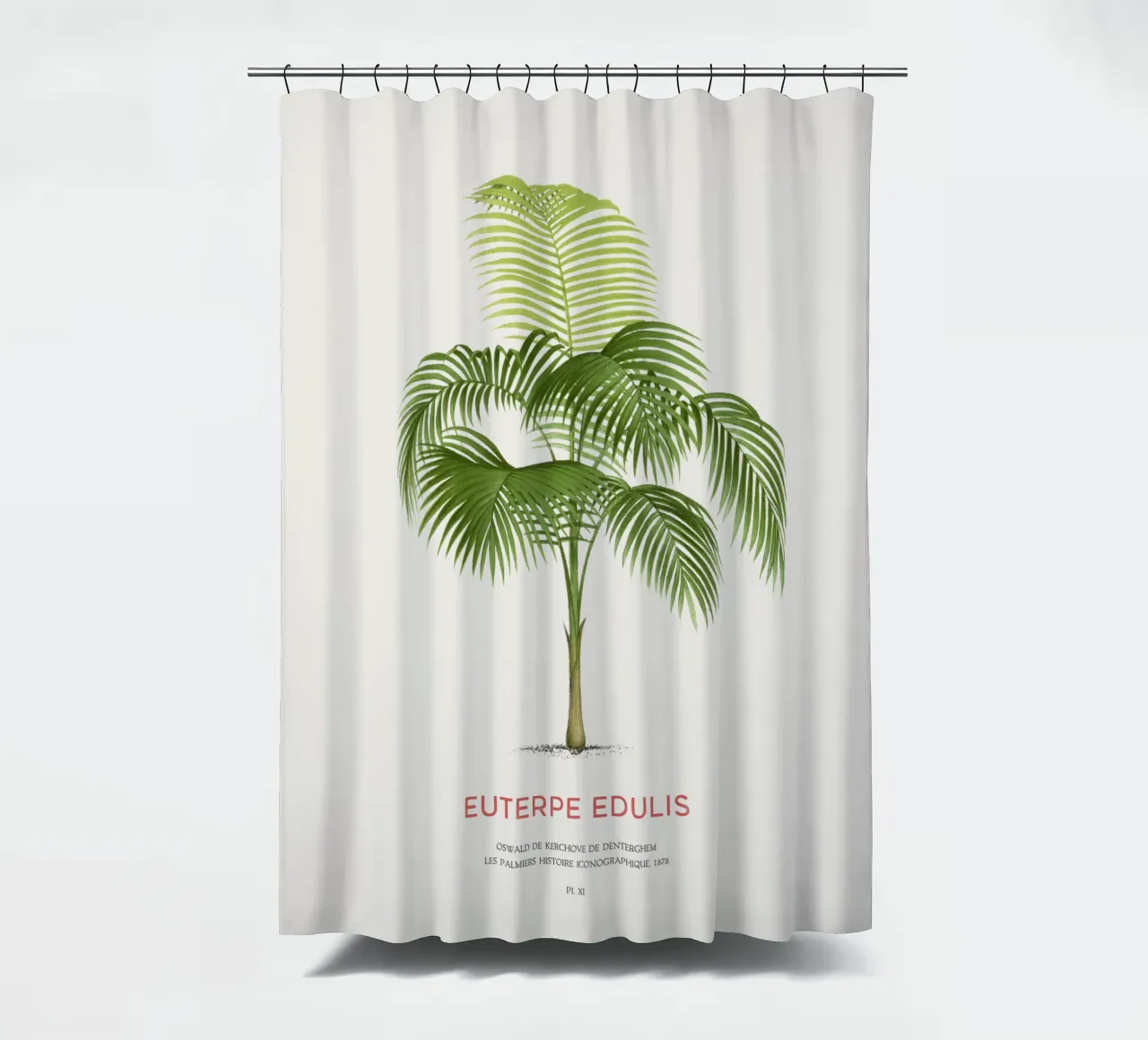 Palma Palmiteiro o Euterpe edulis tenda da doccia da Vintagrafica