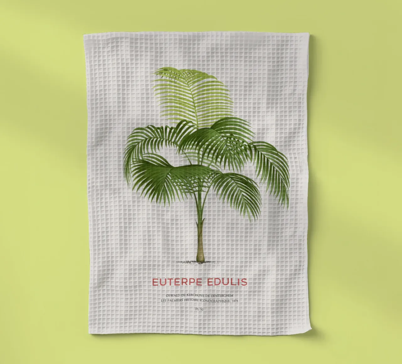 Palma Palmiteiro o Euterpe edulis canovaccio da cucina da Vintagrafica