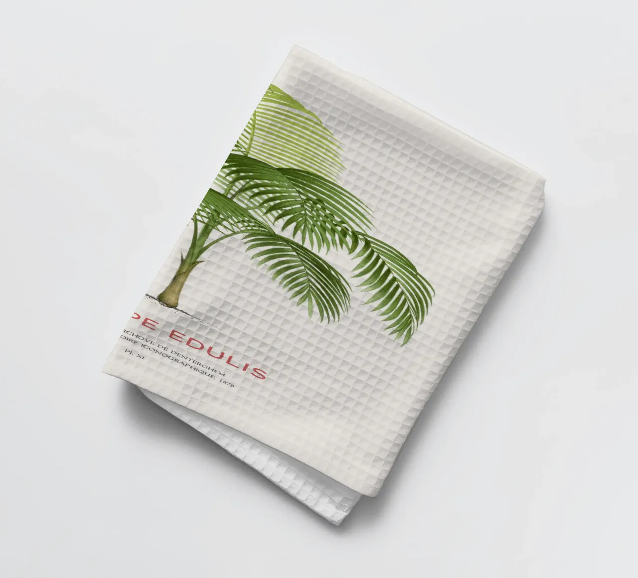 Palma Palmiteiro o Euterpe edulis canovaccio da cucina da Vintagrafica