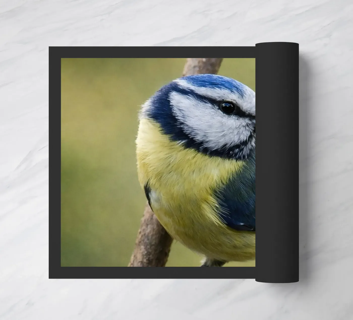 bird zerbino da PASMING