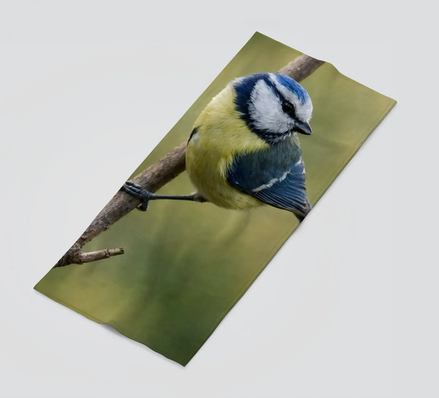 bird telo mare da PASMING