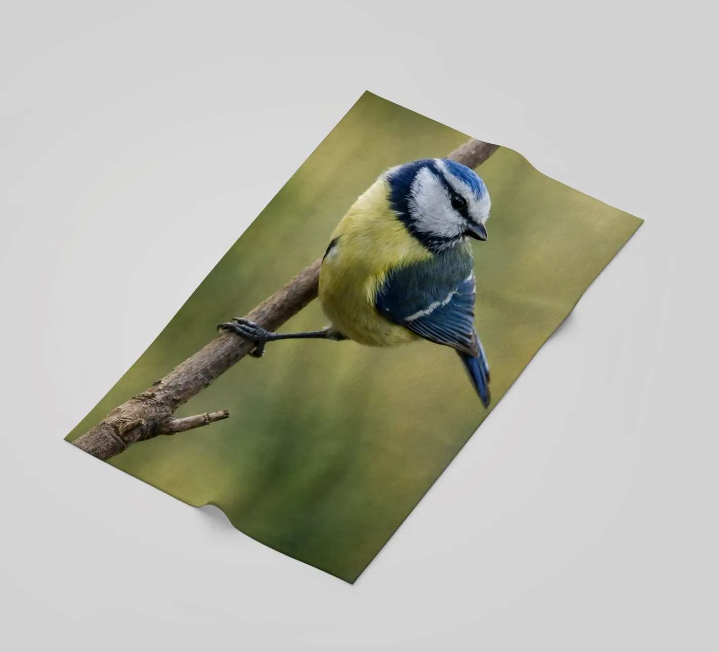 bird telo mare da PASMING