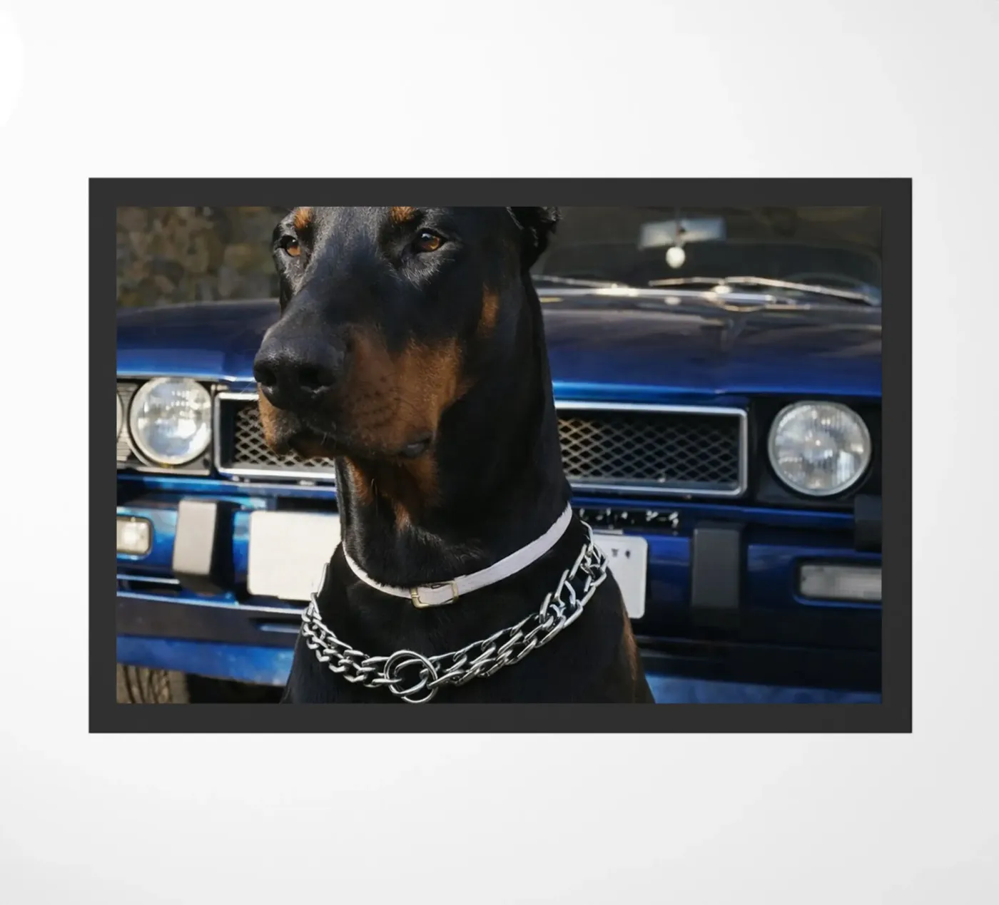 tuttavia zerbino da PASMING