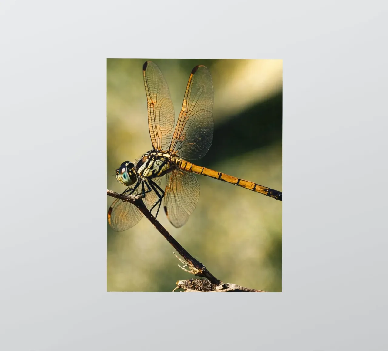 libel sticker van PASMING