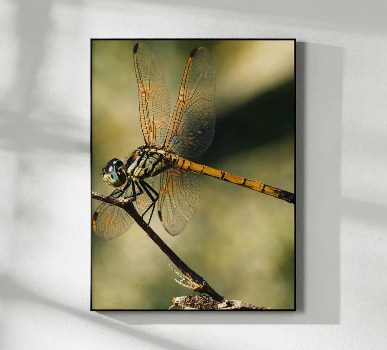 libellula plexiglass da PASMING