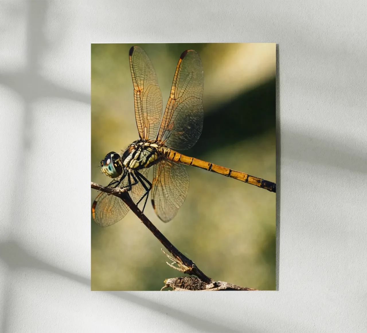 libellula plexiglass da PASMING