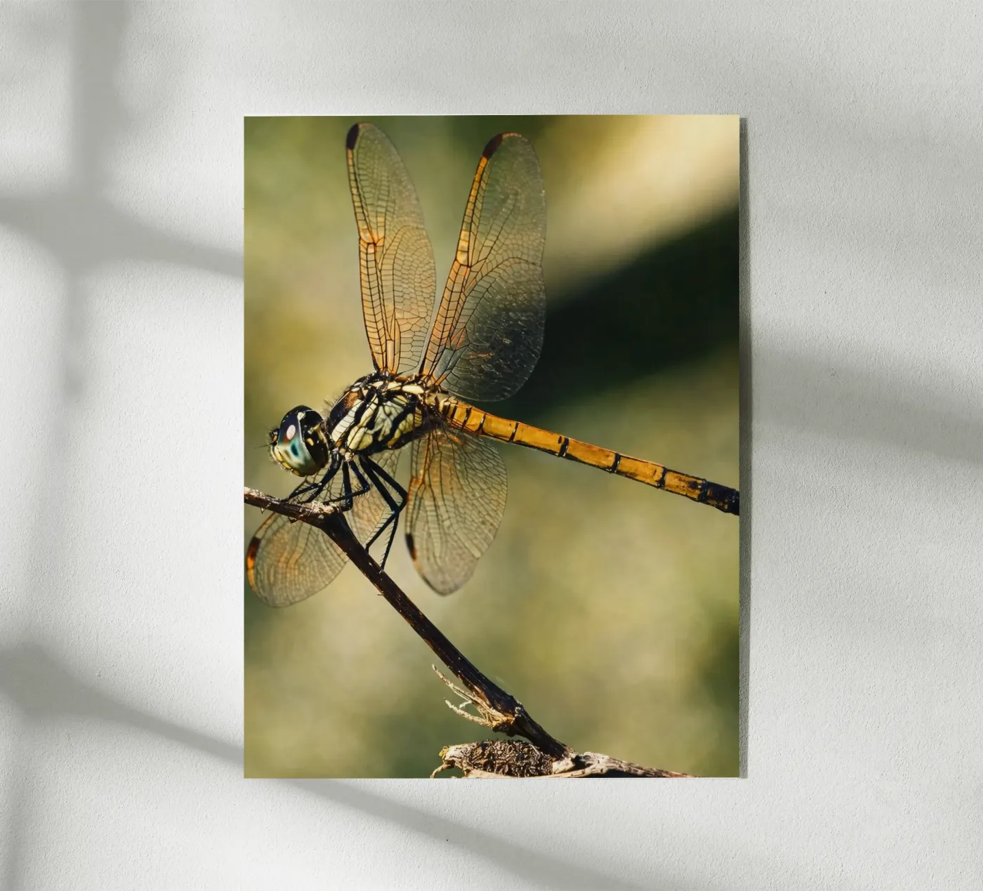 libellula plexiglass da PASMING