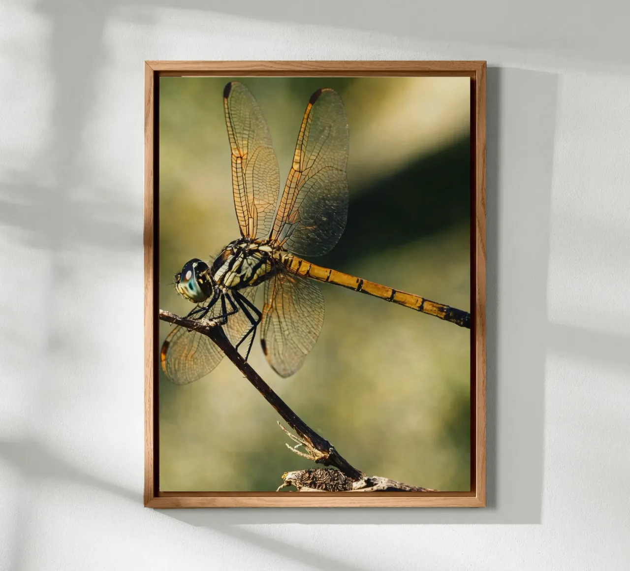 libellula alluminio dibond da PASMING