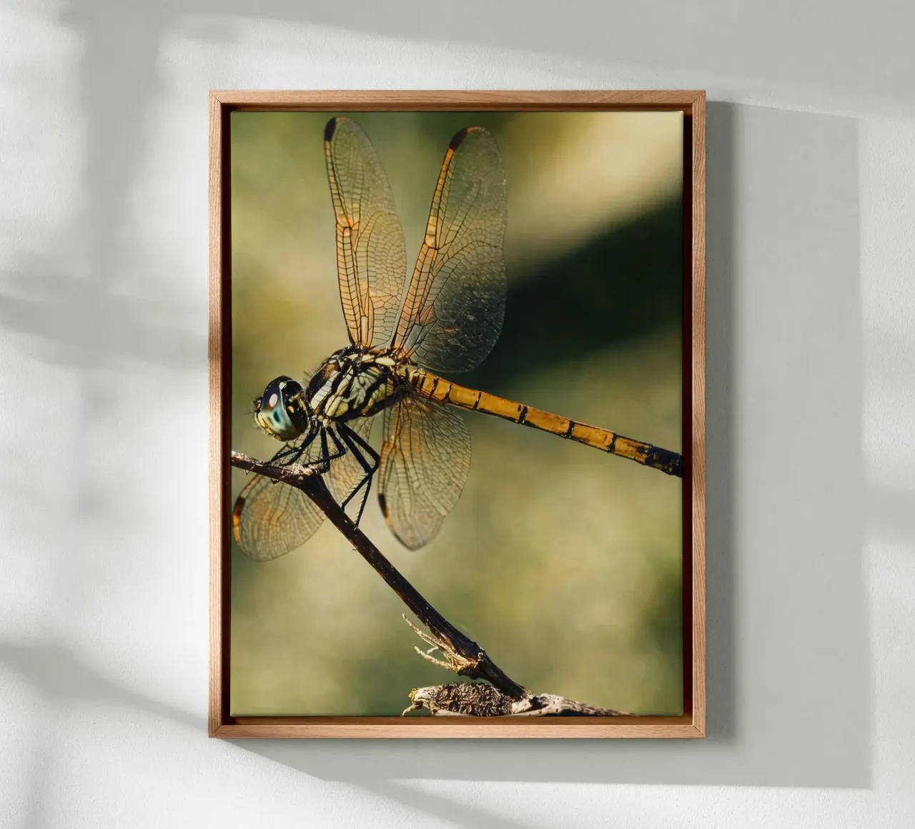 libellula tela da PASMING