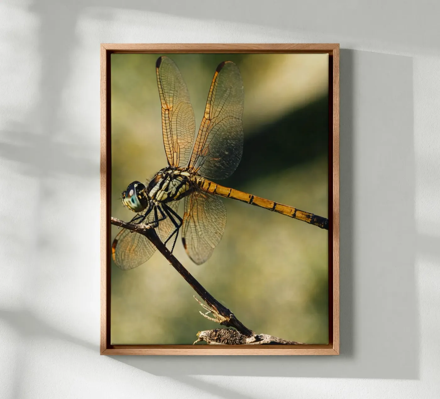 libellula tela da PASMING