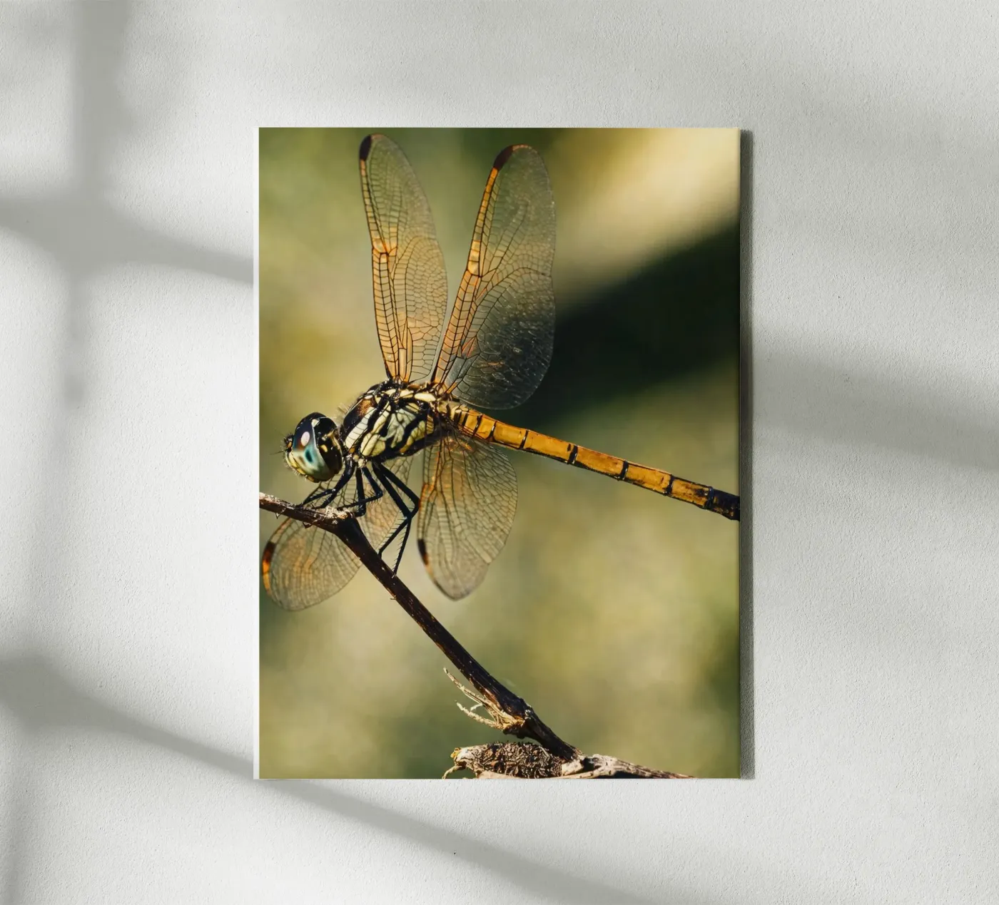 libellula tela da PASMING