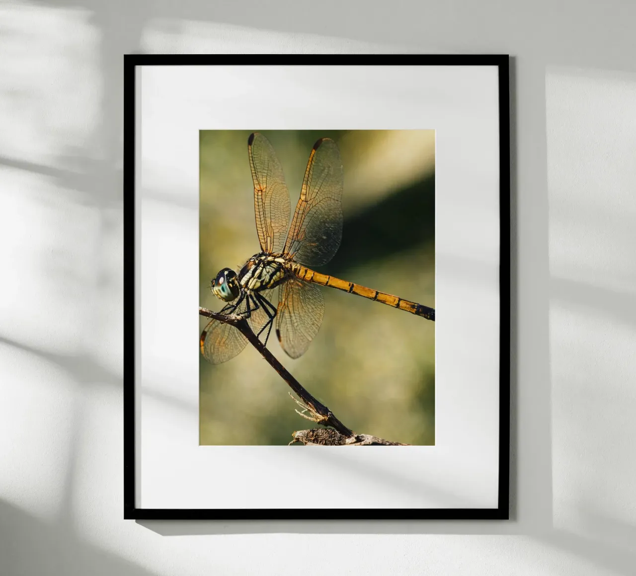 dragonfly poster de PASMING