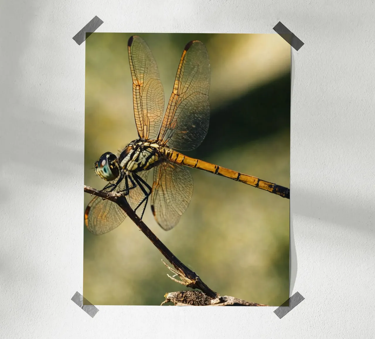 dragonfly poster de PASMING