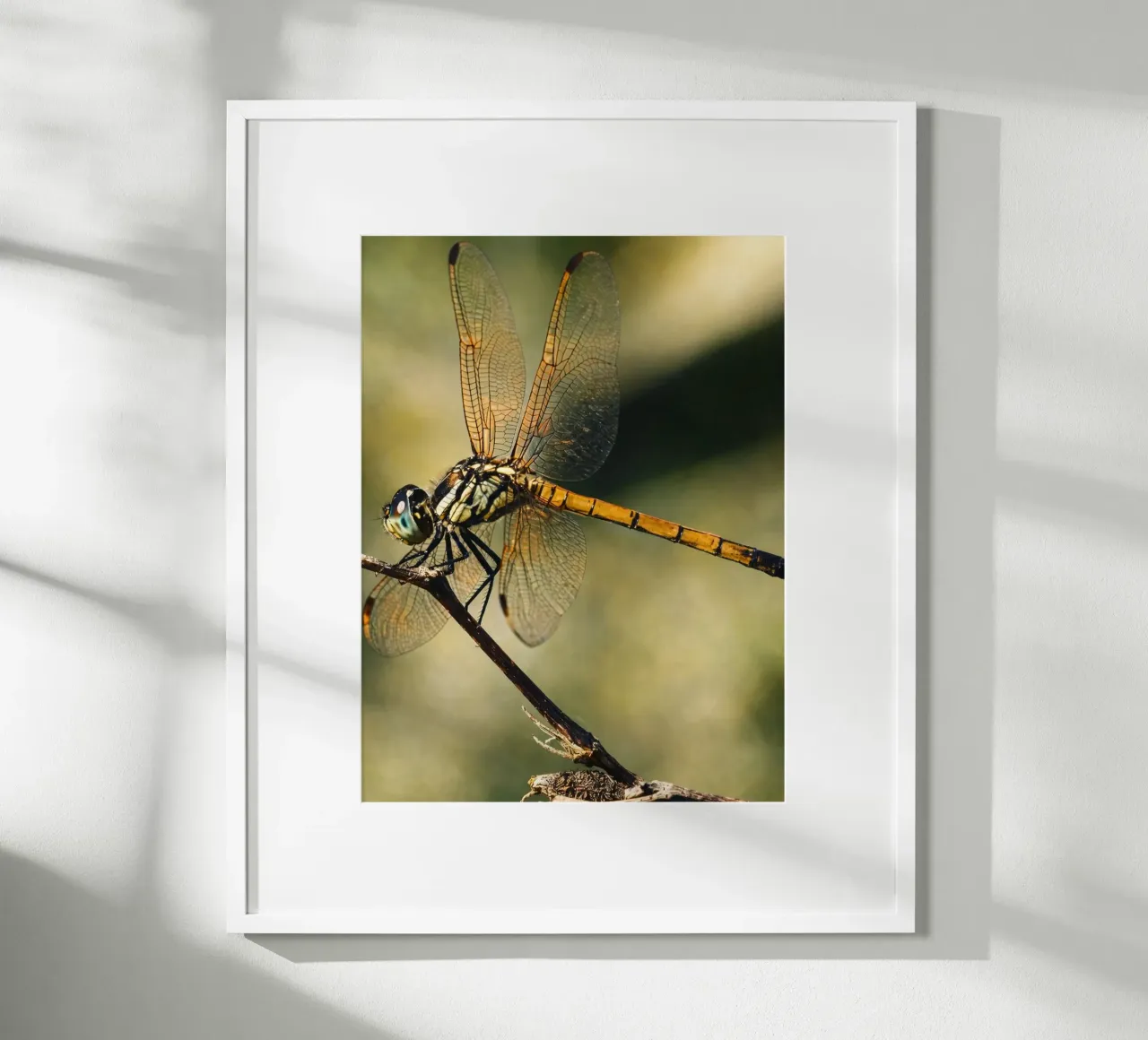 dragonfly poster de PASMING