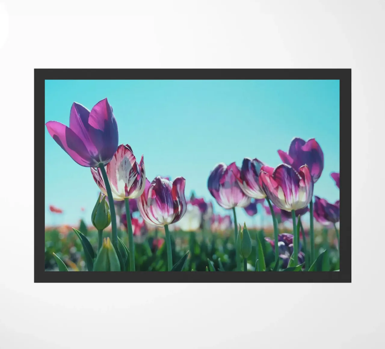 Purple Tulips zerbino da Morgan Kendall
