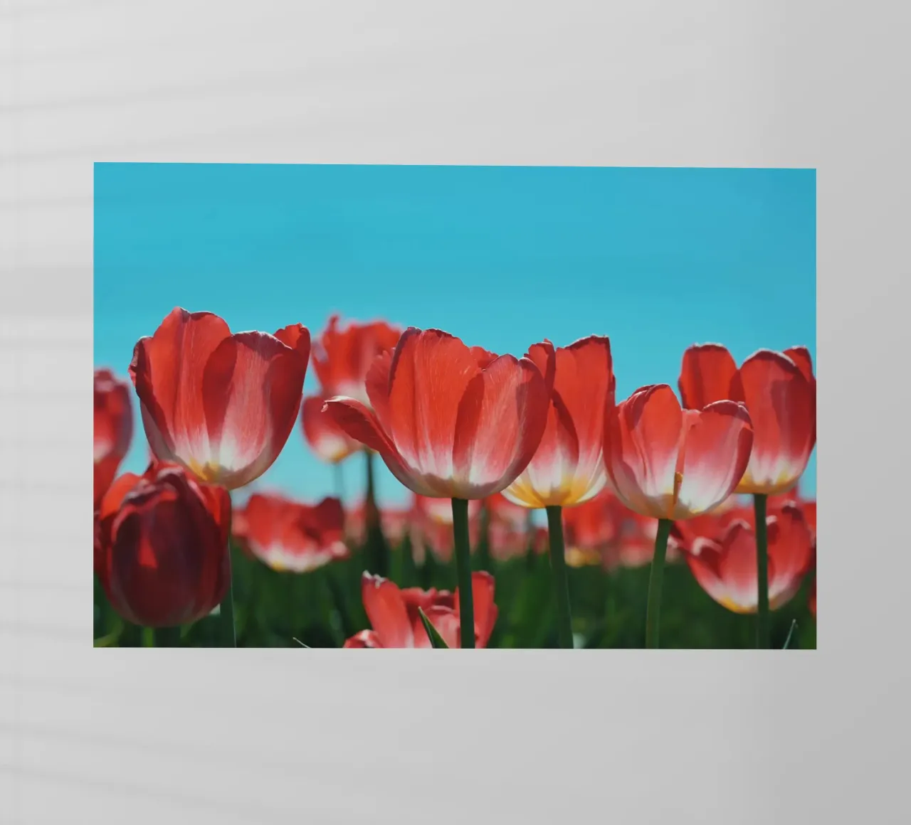 Tulip Row pellicola backlit da Morgan Kendall