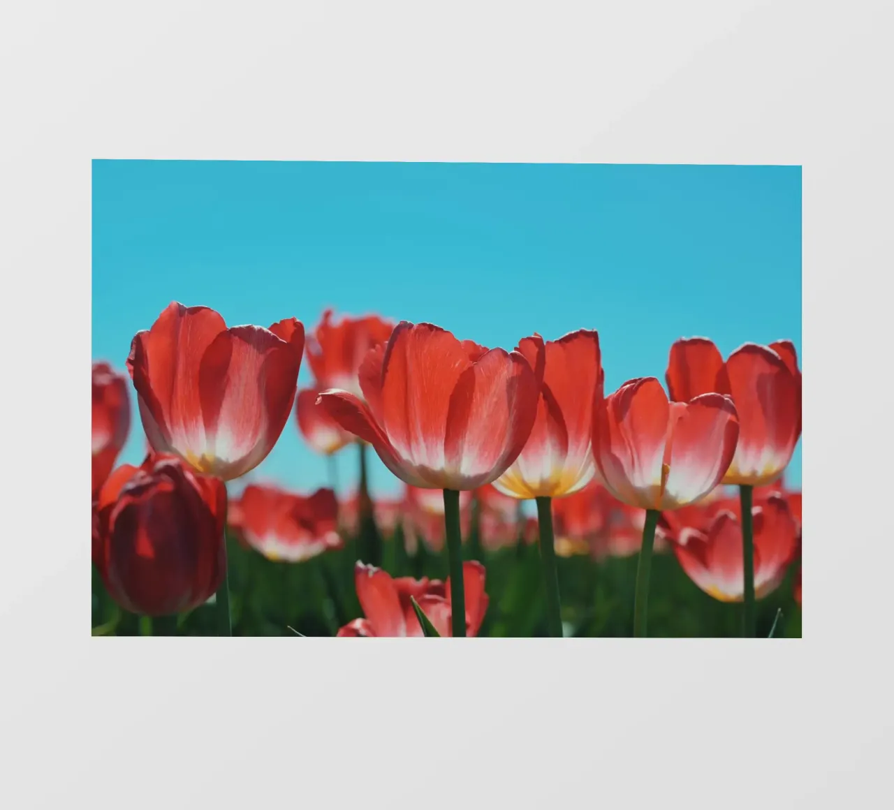 Tulip Row pellicola backlit da Morgan Kendall