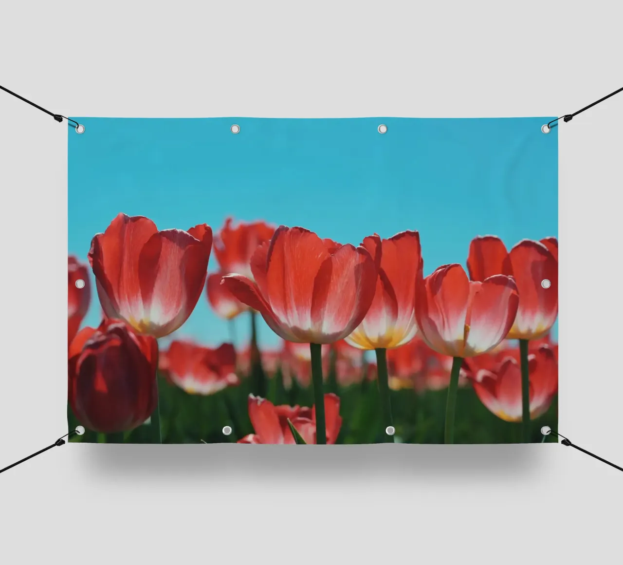 Tulip Row telo in pvc da Morgan Kendall