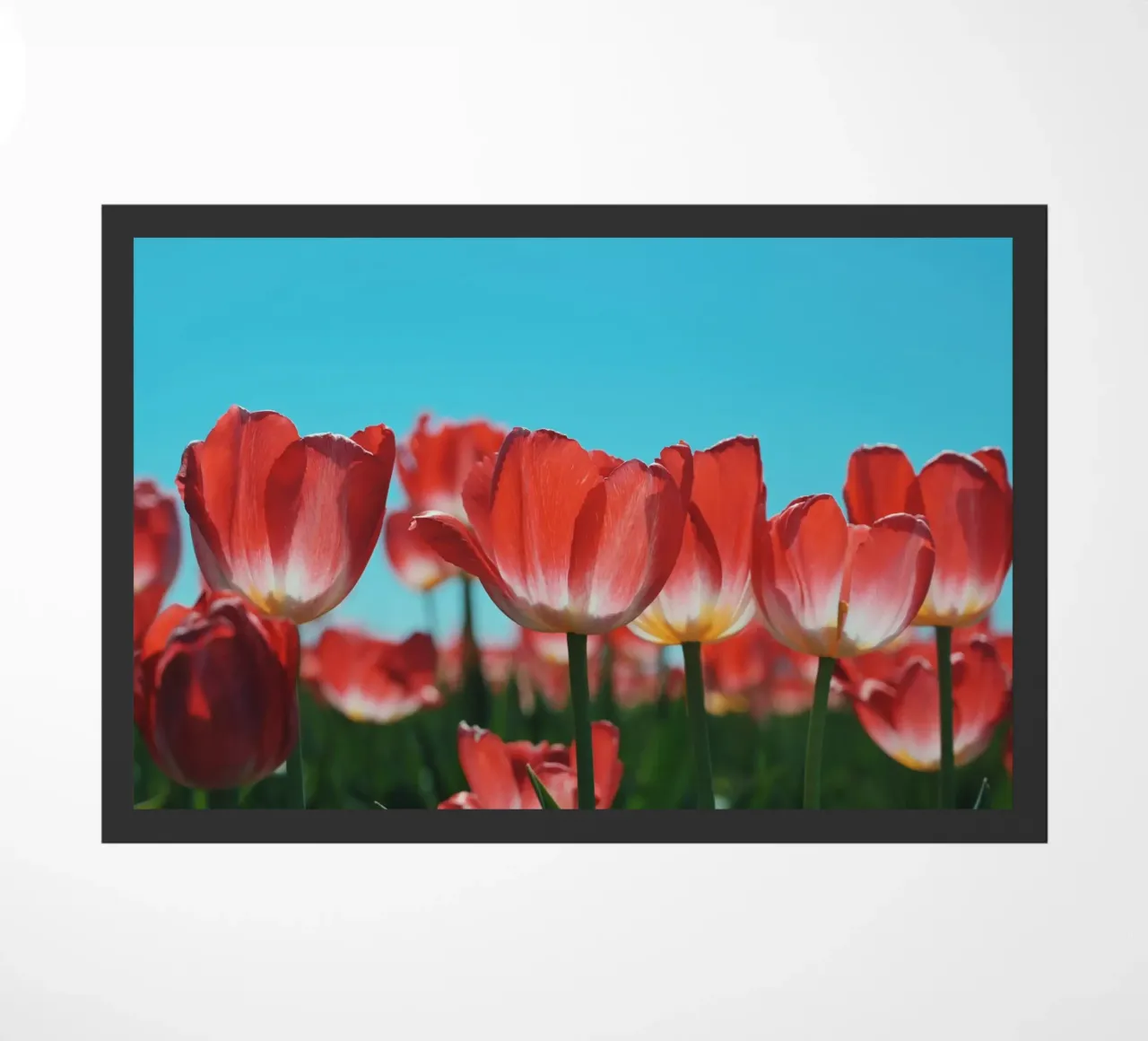 Tulip Row zerbino da Morgan Kendall