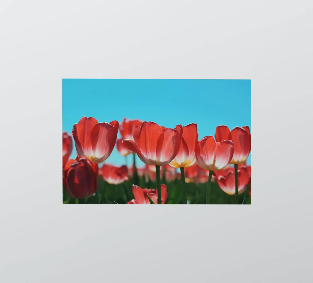 Tulip Row adesivo da Morgan Kendall